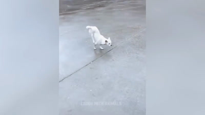 Locuras de Peluche: Videos Graciosos de Animales Domésticos