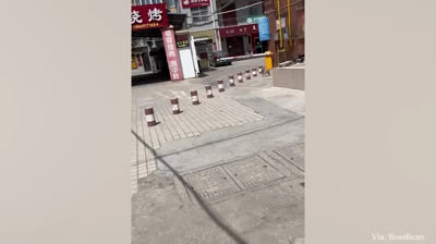 Momentos Ridículos: Los Videos Más Divertidos de Nuestras Mascotas