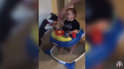 Risas en el Mundo Animal: Los Videos Más Divertidos de la Naturaleza