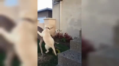 Carcajadas Naturales: Compilación de Videos Graciosos de Animales Salvajes