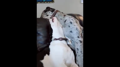 ¡Prepárate para Reír! Los Videos Más Divertidos de Mascotas en Internet