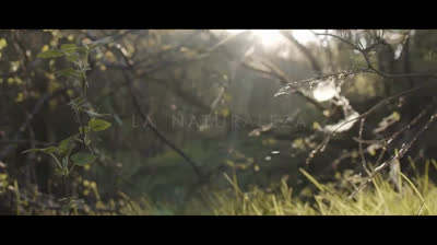 Explore the World with Free Nature Videos