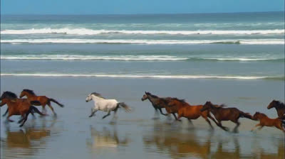 Free Nature Videos to Relax