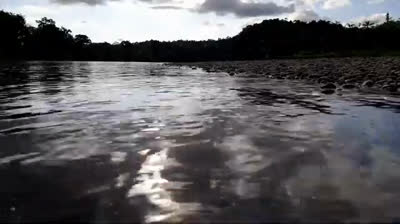 Free Nature Videos: Flowers and Gardens