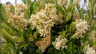 Free Nature Videos: The Magic of Winter