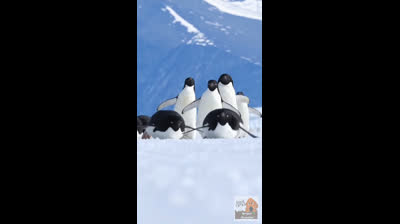 Free Nature Videos to Improve Your Mood