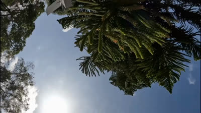 The Sound of Nature in Free Nature Videos