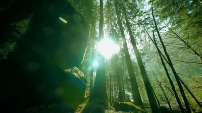 Virtual Trips with Free Nature Videos