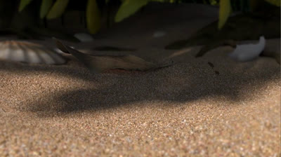 Free Nature Videos to Inspire You