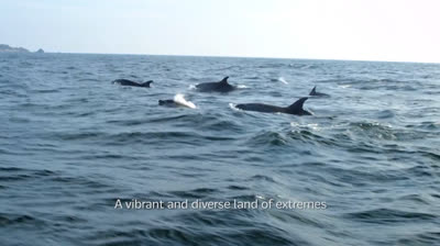 The Serenity of the Forest in Free Nature Videos