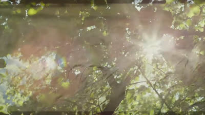 Free Nature Videos for the Soul