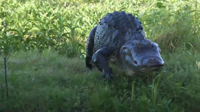 INCONTRI  PERICOLOSI   7