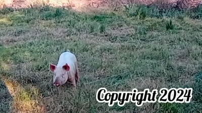 Novia Cumbianchera Campanas de amor canta Giselle Romina Castillo Vargas