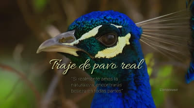 Pavo Real