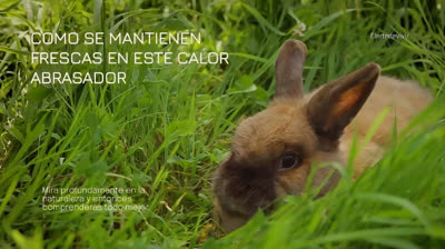 Como se mantienen frescas en este calor abrazador