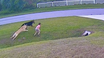 Ein Deutscher Schäferhund rettet ein Kind vor einem Angriff eines anderen Hundes