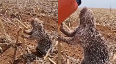 Porc-épic buvant de l'eau