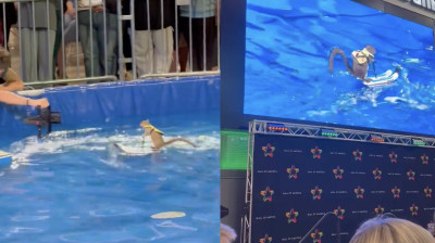 Écureuil faisant du ski nautique