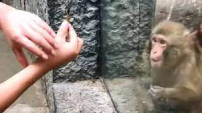 Réaction d'un Singe à un Tour de Magie