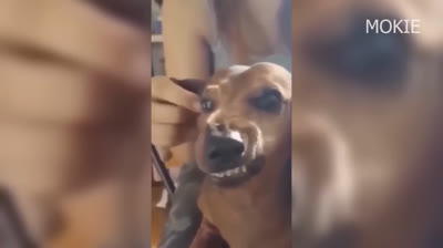 Videos Graciosos 2024: Risas Aseguradas