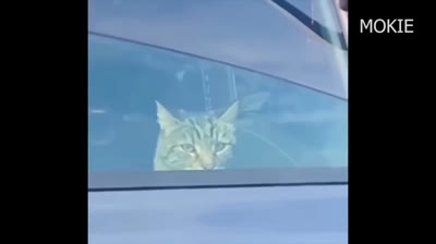 Funny Reactions 2024: Incredible Moments