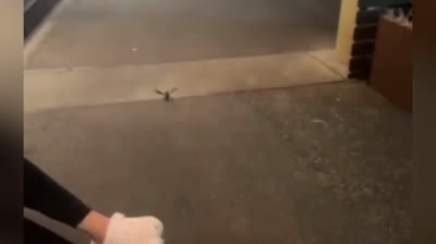 Scherzi Telefonici 2024: Risate Teletrasportate