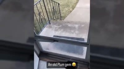 Brincadeiras de Animais de Estimação 2024: Risadas Peludas