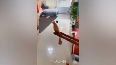 Video di Scherzi Telefonici 2024: Risate a Distanza