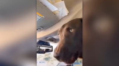 Risate al Parco Divertimenti 2024: Divertimento Estremo