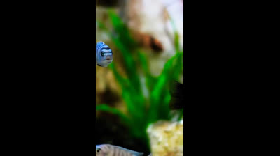 Vídeos Relaxantes para Aliviar o Estresse