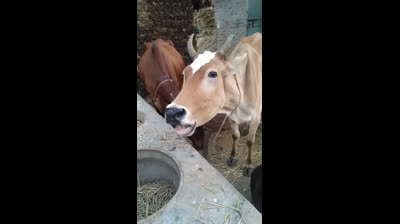 Crazy Sound Of Cow ?