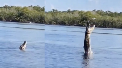Un crocodile essaie de manger un drone !!!