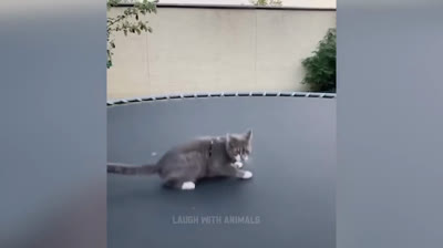 Die verrücktesten Katzenstreiche, die dich zum Lachen bringen werden