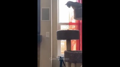 Os Gatos Mais Desajeitados em Ação