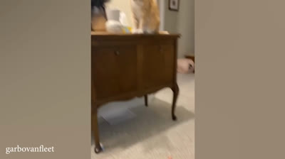 Gatos e Suas Reações Mais Inesperadas