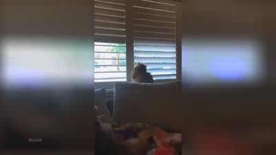 Katzen, die versuchen, sich an unmöglichen Orten einzufügen