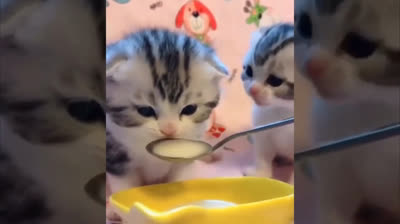 Gatti e i Loro Migliori Momenti di Gioco