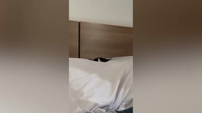 Gatos atrapados en el momento perfecto