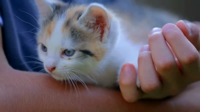 Gatos y su obsesión por cajas y bolsas