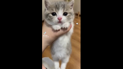 Gatos y sus mejores imitaciones de humanos