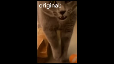 Cats Doing Weird and Funny Things