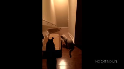 Las peleas más graciosas entre gatos y su reflejo