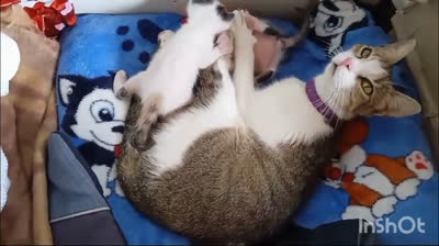 I Salti più Falliti dei Gatti