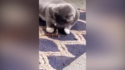 Katzen mit einzigartigen und lustigen Persönlichkeiten