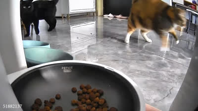 Katzen und ihre Reaktionen auf neue Spielzeuge