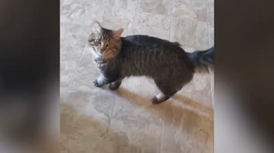 Gatti che Rubano il Cibo: Divertimento Garantito!