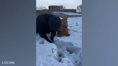 Gatos y sus aventuras en la naturaleza