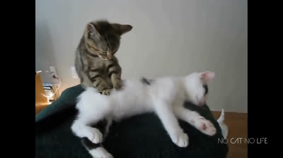 Katzen, die mit Kindern spielen: Liebenswerte Momente!