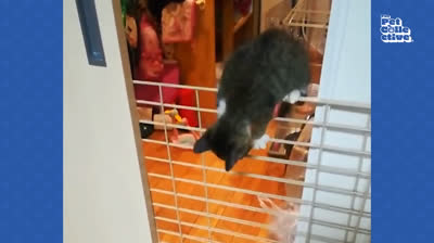 Gatos y su amor por el agua... o no