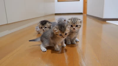 Lustige Katzen, überrascht von der Technologie